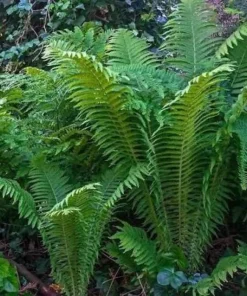5 Pack Ostrich Fern Bare Root Plants - Hardy Shade Perennial Woodland Garden - Image 1
