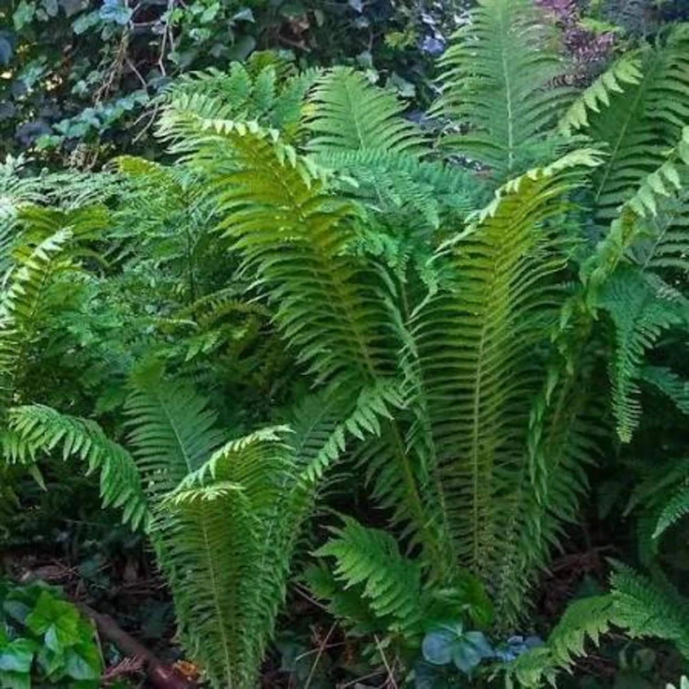 5 Pack Ostrich Fern Bare Root Plants - Hardy Shade Perennial Woodland Garden - Image 1