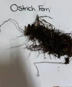 5 Pack Ostrich Fern Bare Root Plants - Hardy Shade Perennial Woodland Garden - Image 7