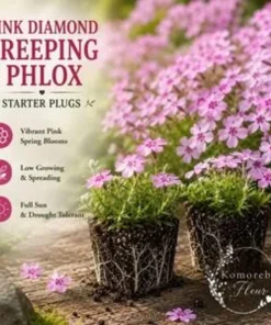 5 Pink Diamond Creeping Phlox Live Plugs - Perennial Ground Cover Plant - Image 2