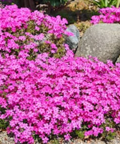 5 Pink Diamond Creeping Phlox Live Plugs - Perennial Ground Cover Plant - Image 4