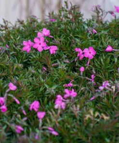 5 Pink Diamond Creeping Phlox Live Plugs - Perennial Ground Cover Plant - Image 6