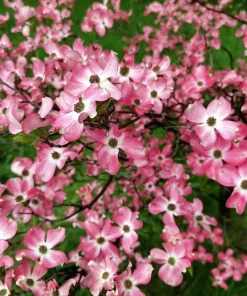 5 Pink Flowering Dogwood Tree Seeds - Cornus Florida Rubra - Native Ornamental Tree - Image 10