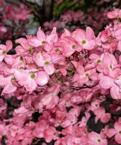 5 Pink Flowering Dogwood Tree Seeds - Cornus Florida Rubra - Native Ornamental Tree - Image 11