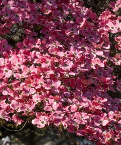 5 Pink Flowering Dogwood Tree Seeds - Cornus Florida Rubra - Native Ornamental Tree - Image 12