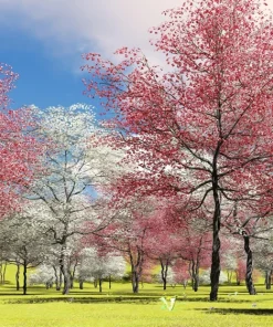 5 Pink Flowering Dogwood Tree Seeds - Cornus Florida Rubra - Native Ornamental Tree - Image 13