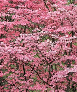 5 Pink Flowering Dogwood Tree Seeds - Cornus Florida Rubra - Native Ornamental Tree - Image 2