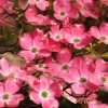 5 Pink Flowering Dogwood Tree Seeds - Cornus Florida Rubra - Native Ornamental Tree - Image 1