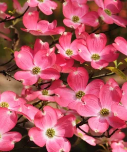 5 Pink Flowering Dogwood Tree Seeds - Cornus Florida Rubra - Native Ornamental Tree - Image 1