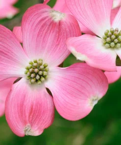 5 Pink Flowering Dogwood Tree Seeds - Cornus Florida Rubra - Native Ornamental Tree - Image 3