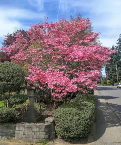 5 Pink Flowering Dogwood Tree Seeds - Cornus Florida Rubra - Native Ornamental Tree - Image 4