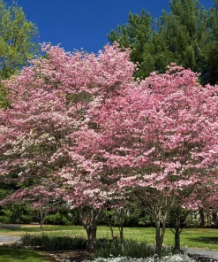 5 Pink Flowering Dogwood Tree Seeds - Cornus Florida Rubra - Native Ornamental Tree - Image 5