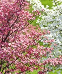 5 Pink Flowering Dogwood Tree Seeds - Cornus Florida Rubra - Native Ornamental Tree - Image 6