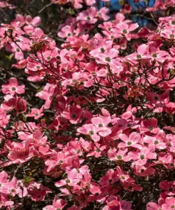5 Pink Flowering Dogwood Tree Seeds - Cornus Florida Rubra - Native Ornamental Tree - Image 7