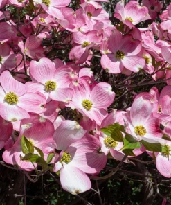 5 Pink Flowering Dogwood Tree Seeds - Cornus Florida Rubra - Native Ornamental Tree - Image 8
