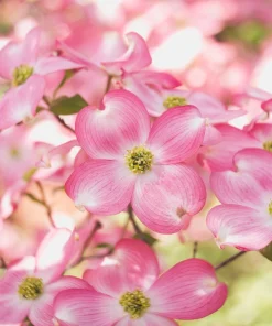 5 Pink Flowering Dogwood Tree Seeds - Cornus Florida Rubra - Native Ornamental Tree - Image 9