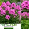 5 Pink Tall Phlox Bare Root Perennial Live Garden Plants - Image 1