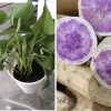 5 Purple Okinawa Sweet Potato Plants - Live Vegetable Plants - Image 1