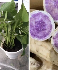 5 Purple Okinawa Sweet Potato Plants - Live Vegetable Plants - Image 1