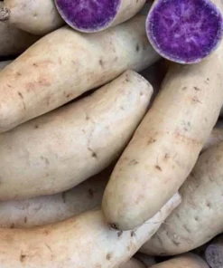 5 Purple Okinawa Sweet Potato Plants - Live Vegetable Plants - Image 2