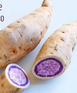 5 Purple Okinawa Sweet Potato Plants - Live Vegetable Plants - Image 3