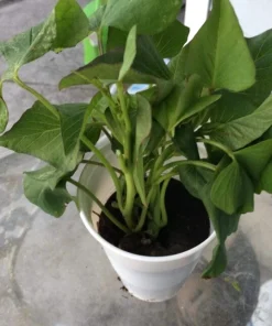 5 Purple Okinawa Sweet Potato Plants - Live Vegetable Plants - Image 4