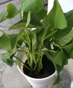 5 Purple Okinawa Sweet Potato Plants - Live Vegetable Plants - Image 5