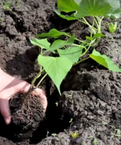 5 Purple Okinawa Sweet Potato Plants - Live Vegetable Plants - Image 7
