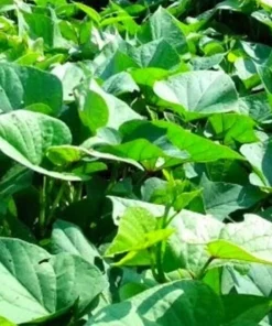 5 Purple Okinawa Sweet Potato Plants - Live Vegetable Plants - Image 8