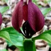 5 Purple Prairie Trillium Bulbs - Native US Wildflower Plants, Zones 4-9 - Image 1