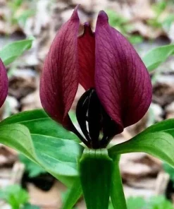 5 Purple Prairie Trillium Bulbs - Native US Wildflower Plants, Zones 4-9 - Image 1