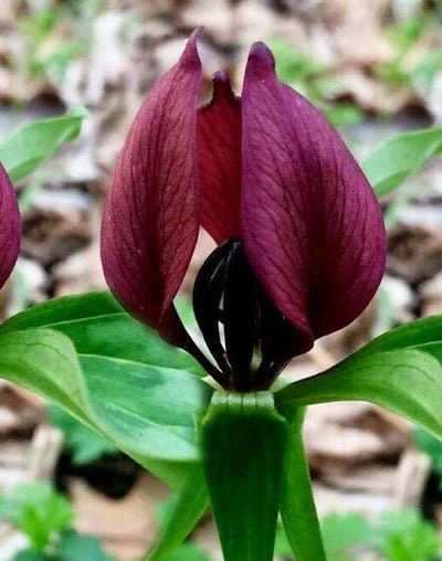 5 Purple Prairie Trillium Bulbs - Native US Wildflower Plants, Zones 4-9 - Image 1