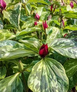 5 Purple Prairie Trillium Bulbs - Native US Wildflower Plants, Zones 4-9 - Image 2