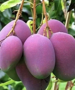 5 Purple Tommy Mango Scions for Grafting - Fruit Tree Cuttings Outdoor - Image 10