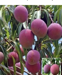 5 Purple Tommy Mango Scions for Grafting - Fruit Tree Cuttings Outdoor - Image 11