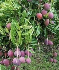 5 Purple Tommy Mango Scions for Grafting - Fruit Tree Cuttings Outdoor - Image 2