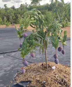 5 Purple Tommy Mango Scions for Grafting - Fruit Tree Cuttings Outdoor - Image 3