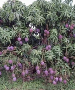 5 Purple Tommy Mango Scions for Grafting - Fruit Tree Cuttings Outdoor - Image 4