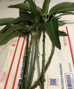 5 Purple Tommy Mango Scions for Grafting - Fruit Tree Cuttings Outdoor - Image 6