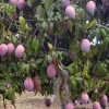 5 Purple Tommy Mango Scions for Grafting - Fruit Tree Cuttings Outdoor - Image 1