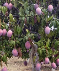 5 Purple Tommy Mango Scions for Grafting - Fruit Tree Cuttings Outdoor - Image 1