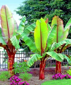 5 Red Abyssinian False Banana Tree Seeds - Musa Ensete ventricosum - Perennial - Image 1