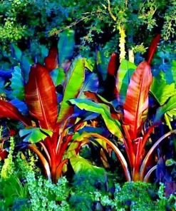 5 Red Abyssinian False Banana Tree Seeds - Musa Ensete ventricosum - Perennial - Image 2