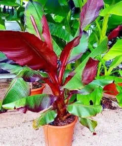 5 Red Abyssinian False Banana Tree Seeds - Musa Ensete ventricosum - Perennial - Image 3