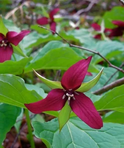 5 Red Trillium Wood Lily Bulbs - Trillium Erectum Wildflower, Bare Root - Image 3