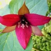 5 Red Trillium Wood Lily Bulbs - Trillium Erectum Wildflower, Bare Root - Image 1
