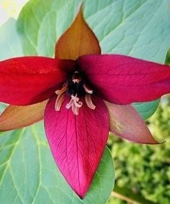 5 Red Trillium Wood Lily Bulbs - Trillium Erectum Wildflower, Bare Root - Image 1
