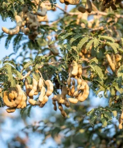5 Tamarind Tree Seeds - Tamarindus Indica - Grow Your Own Fruit Plant - Image 3