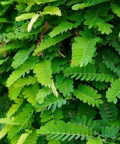 5 Tamarind Tree Seeds - Tamarindus Indica - Grow Your Own Fruit Plant - Image 5