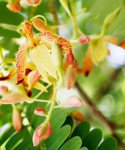 5 Tamarind Tree Seeds - Tamarindus Indica - Grow Your Own Fruit Plant - Image 6